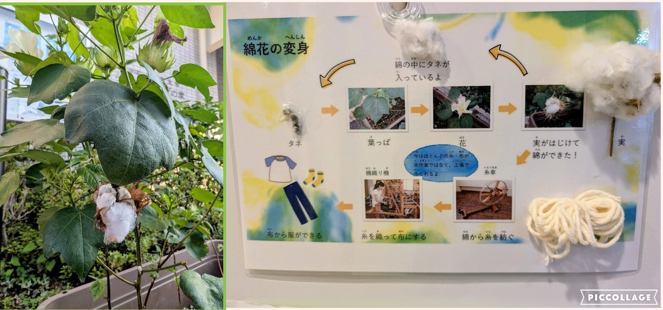 綿の花から実や種が取れました。